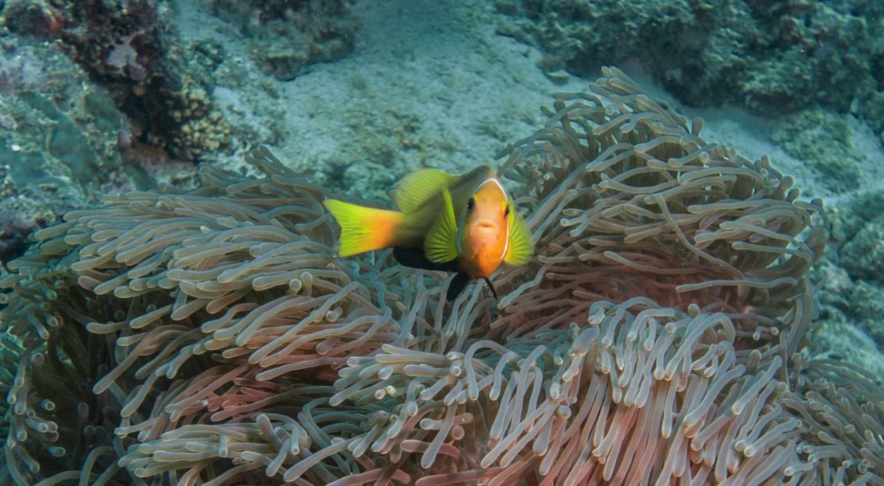 Global Residence Kaashidhoo Buitenkant foto